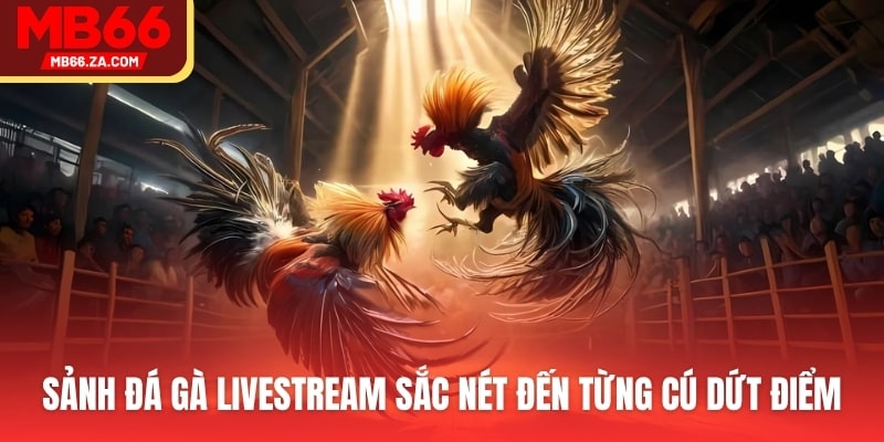 TRANG CHỦ 62 Sảnh đá gà livestream sắc nét đến từng cú dứt điểm
